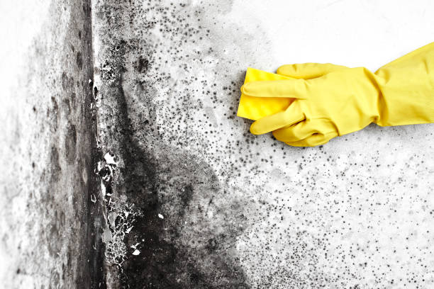 Trusted Frankford, DE Mold Removal Experts