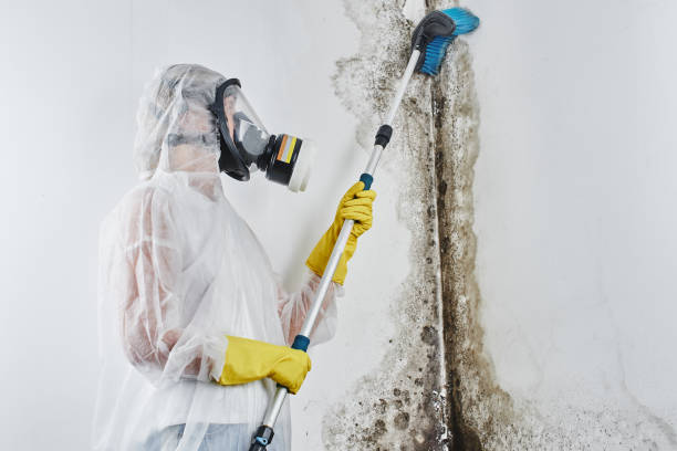 Best Attic Mold Removal  in Frankford, DE