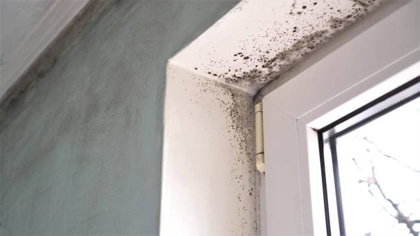 Best Mold Remediation Services  in Frankford, DE