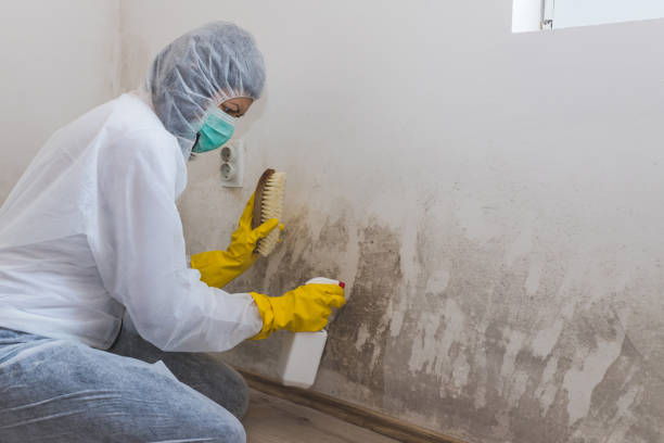 Best Toxic Mold Removal  in Frankford, DE