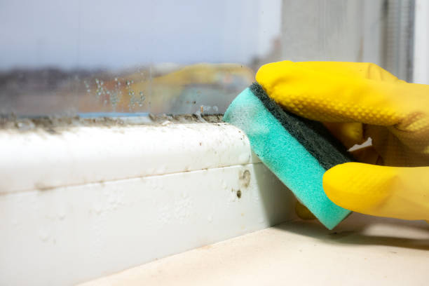 Best Mold Damage Repair  in Frankford, DE