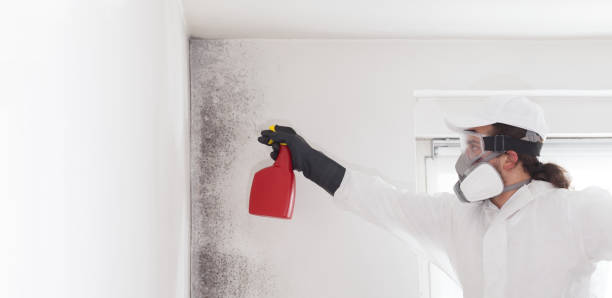 Best Commercial Mold Removal  in Frankford, DE