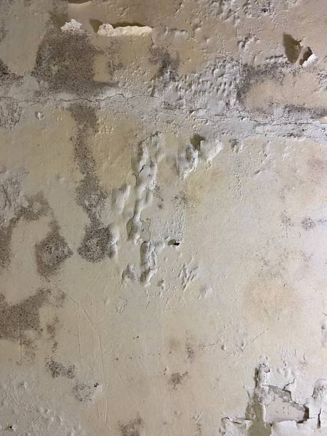 Trusted Frankford, DE Mold Removal Experts