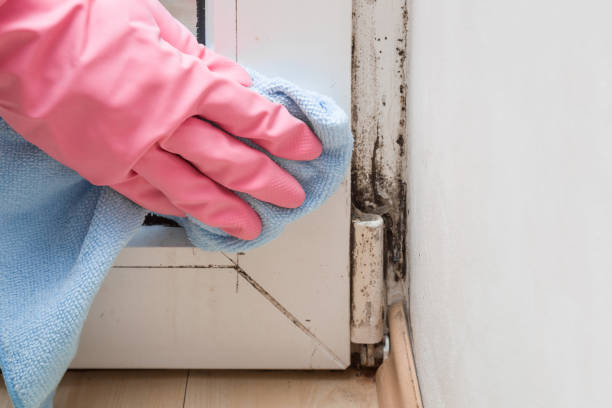 Best Same-Day Mold Removal  in Frankford, DE