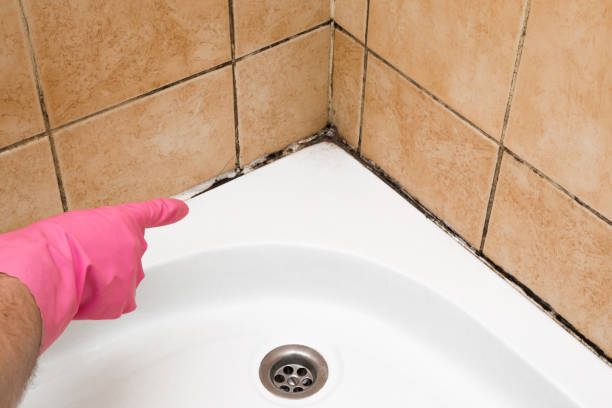 Best Office Mold Removal Services  in Frankford, DE